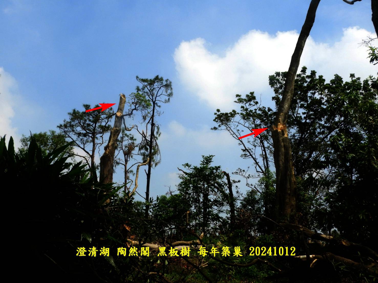 20241128山陀兒颱風 受損狀況判斷主幹折斷