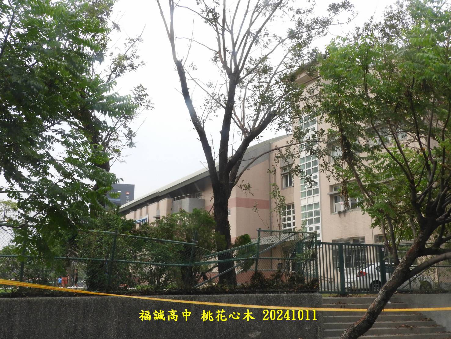 20241128山陀兒颱風 受損狀況判斷側枝折損