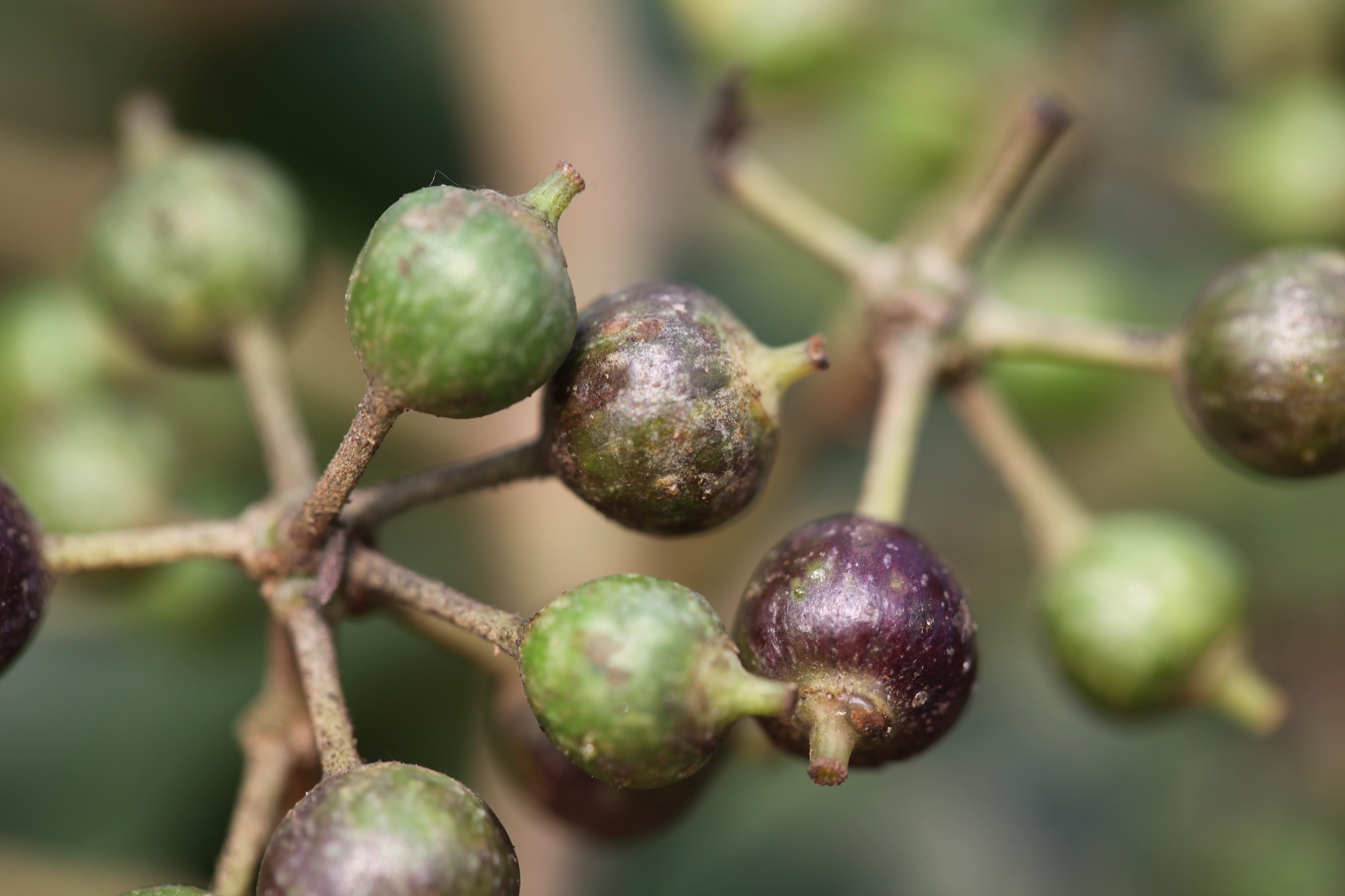 鵝掌柴 0124 small