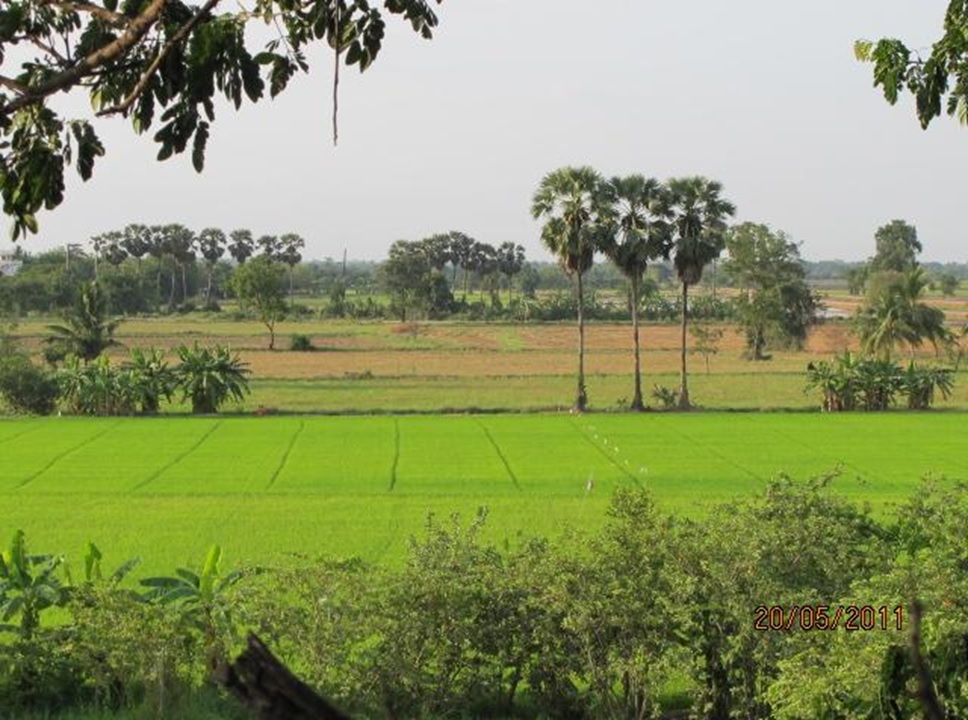 Thailand field