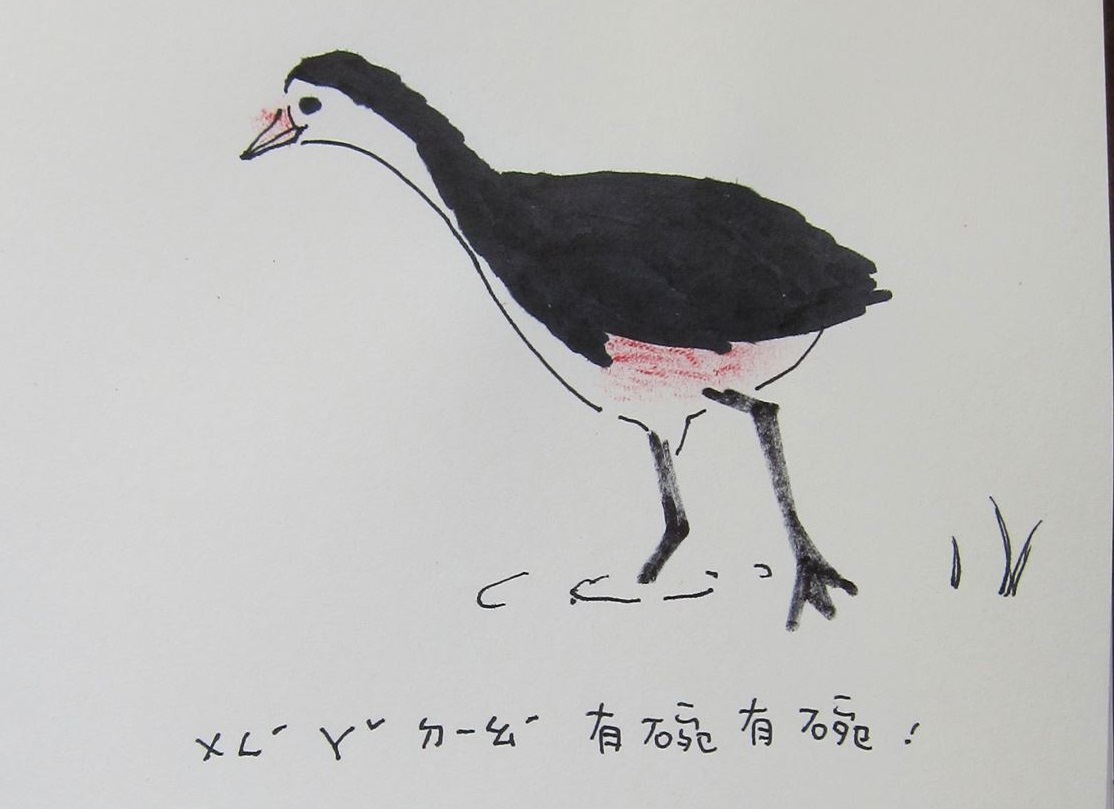 白腹秧雞