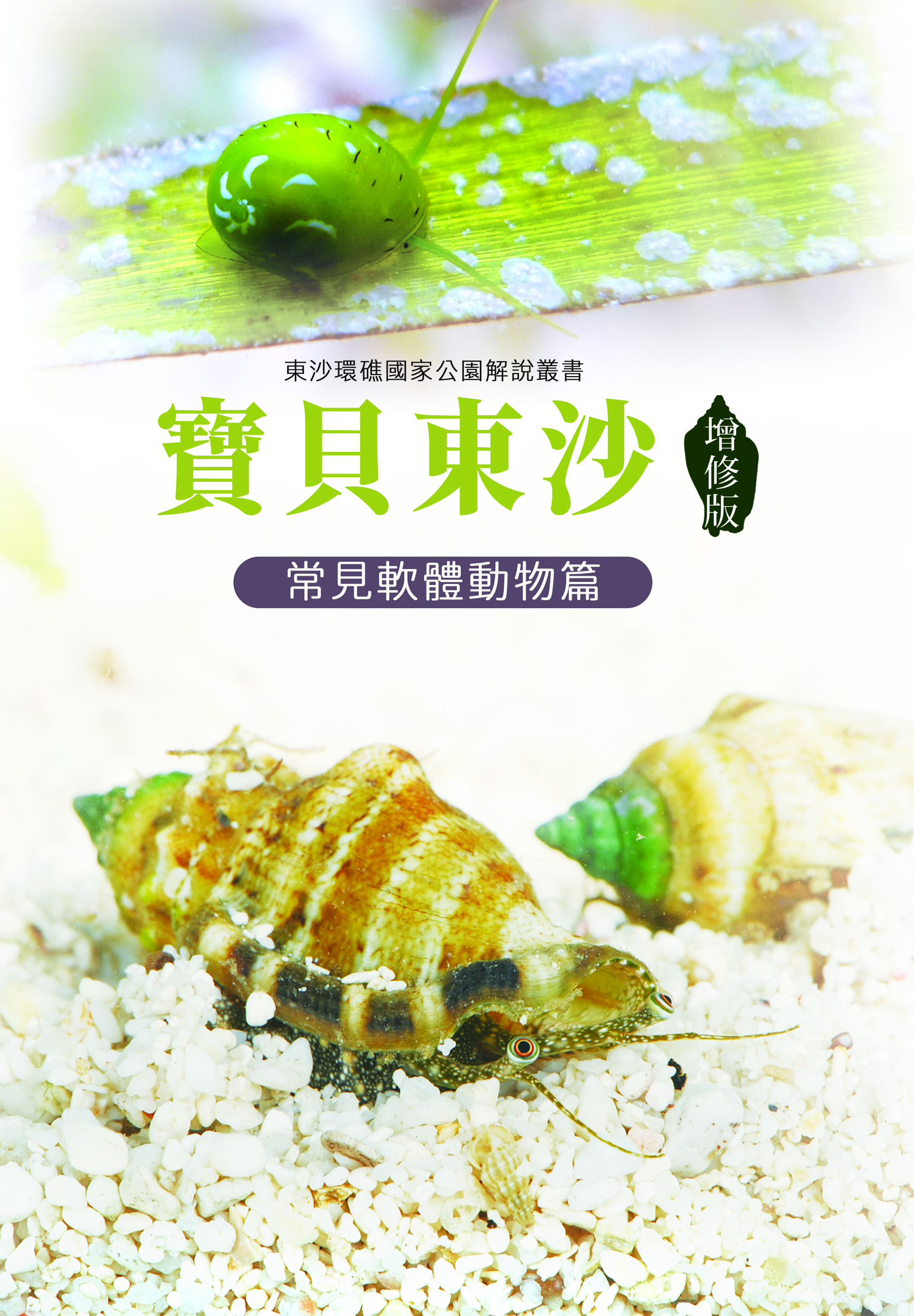 寶貝東沙-常見軟體動物篇